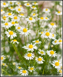 Benefits & Uses of Chamomile